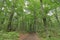 Fagus forest in Shirakami Sanchi