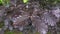 Fagus sylvatica - Purpurea Latifolia plant leafs close up. Beautiful Copper Beech Tree purple coloured leafs