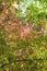 Fagus sylvatica purpurea red and green colorful foliage in spring