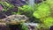 The Fahaka Pufferfish Tetraodon lineatus eats a mussel.