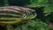 Fahaka Pufferfish Tetraodon lineatus swims at the bottom of the sea or ocean.