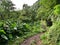 Faial da Terra forest on the island of Sao Miguel in the Azores