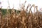 Failed corn crop, climate change image