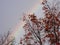 Faint Rainbow over autumn trees