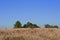 FAINT VIEW OF A DIRT ROAD CURVING THROUGH TALL GRASS AT THE TOP OF A HILL IN A SOUTH AFRICAN LANDSCAPE