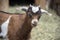 Fainting goat baby brown, black and white in barn yard hay is called a kid