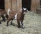 Fainting goat baby brown, black and white in barn yard hay is called a kid