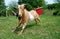 Fainting Goat in Field