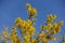 Fair blue sky and branches of blossoming forsythia