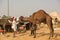 Fair of camels Pushkar