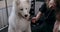 fair-haired woman groomer combing fur white Husky dog