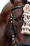 Fair of Seville. Horse close up