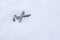 Fairchild Republic A-10C Thunderbolt II In An Inverted Position During An Air Show