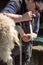 Fairgrounds Small Animal Clinic - Goat Hoof Repair