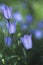 Fairies` thimbles Campanula cochleariifolia