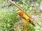A fairly large grasshopper with a dominant yellow color landed on a branch