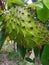 a fairly large soursop fruit in a crowd of croto ants