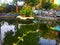 a fairly wide fish pond and in the middle of the pond filled with ornamental plants