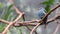 Fairy-bluebird Female