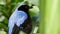 Fairy bluebird in tropical rainforest. Exotic extraordinary asian wild bird in green lush foliage. Colorful blue plumage