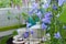 Fairy breakfast in blooming bellflowers garden. Tender violet flowers of campanula on blurred background.