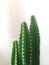 fairy castle cactus & x28;Acanthocereus tetragonus& x29;