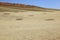 Fairy Circles