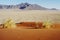 Fairy circles in desert, Namibia