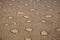 Fairy circles in the Namib desert