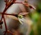 Fairy crassula flower bloom