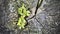 Fairy crassula growing on tree stump. Strong plant vitality.