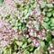 Fairy crassula, pink flowers against plantâ€™s green thick leaves