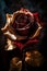 Fairy dark red rose with golden petals, fabulous flower close-up with gold leaf over black background. Beautiful vintage greeting