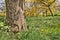 Fairy door in tree with grove of yellow blooming chestnut trees