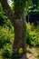 Fairy doors and windows on tree in forest