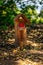 Fairy doors and windows on tree trunk in forest