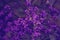 fairy dreamy magic purple violet blue heliotropium arborescens or garden heliotrope flowers on faded blurry background.