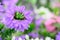 Fairy fan-flower Scaevola aemula purple pink fan-shaped flower in close-up