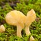 Fairy Fan mushrooms in green sphagnum moss