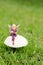 A fairy figurine sitting on a mushroom