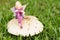 A fairy figurine sitting on a mushroom