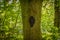 Fairy Glen and a Scary Face in a Tree in the Fairy Glen Fullarton Park Troon Scotland