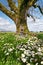 Fairy house in front of mossy tree in meadow of daisy wildflowers