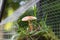 Fairy house garden decoration hanging wire cage, moss, mushroom, snail