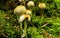 Fairy Inkcap mushroom, Coprinellus disseminatus