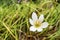 Fairy lily, florida native fall white flowers in nature