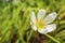 Fairy lily, florida native fall white flowers in nature