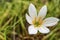 Fairy lily, florida native fall white flowers in nature