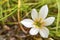 Fairy lily, florida native fall white flowers in nature