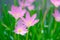 Fairy Lily flower blur background